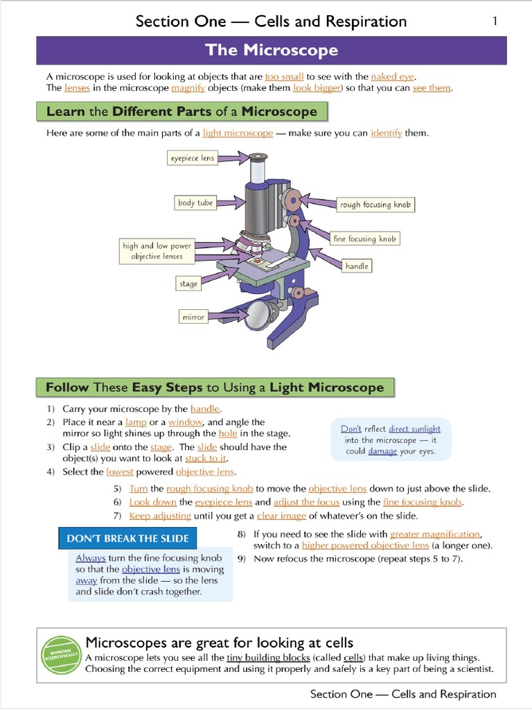 Section 1 - Cells and Respiration | PDF | Cellular Respiration ...