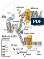 adn