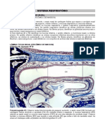 Roteiro - S. Respiratório