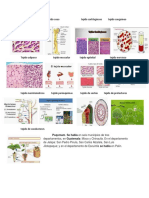 Tejido Conjuntivo Tejido Oseotejido Cartilaginoso Tejido Sanguíneo