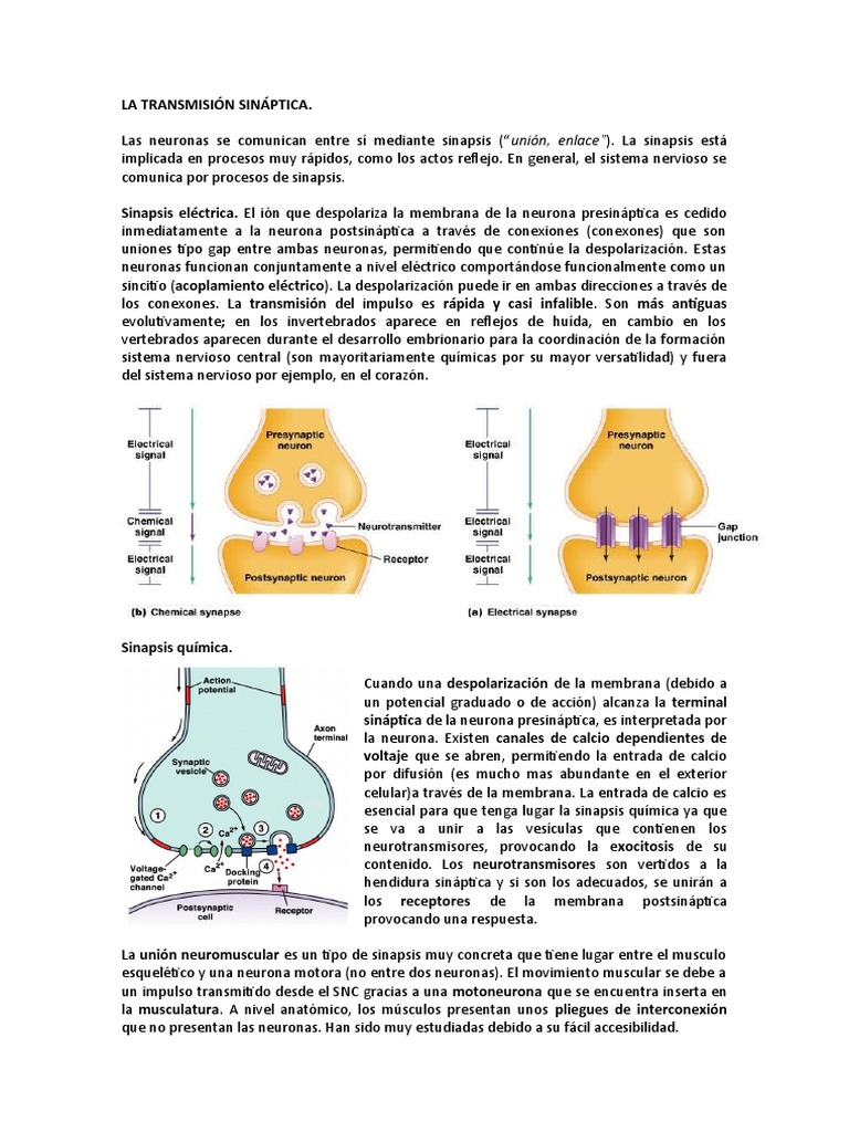 4.la Transmisión Sináptica | PDF