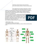 El Sistema Óseo Es Una Complicada y Perfecta Estructura Que Está Formada Básicamente Por 206 Huesos