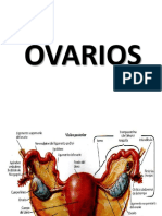 Testiculos - Ovarios