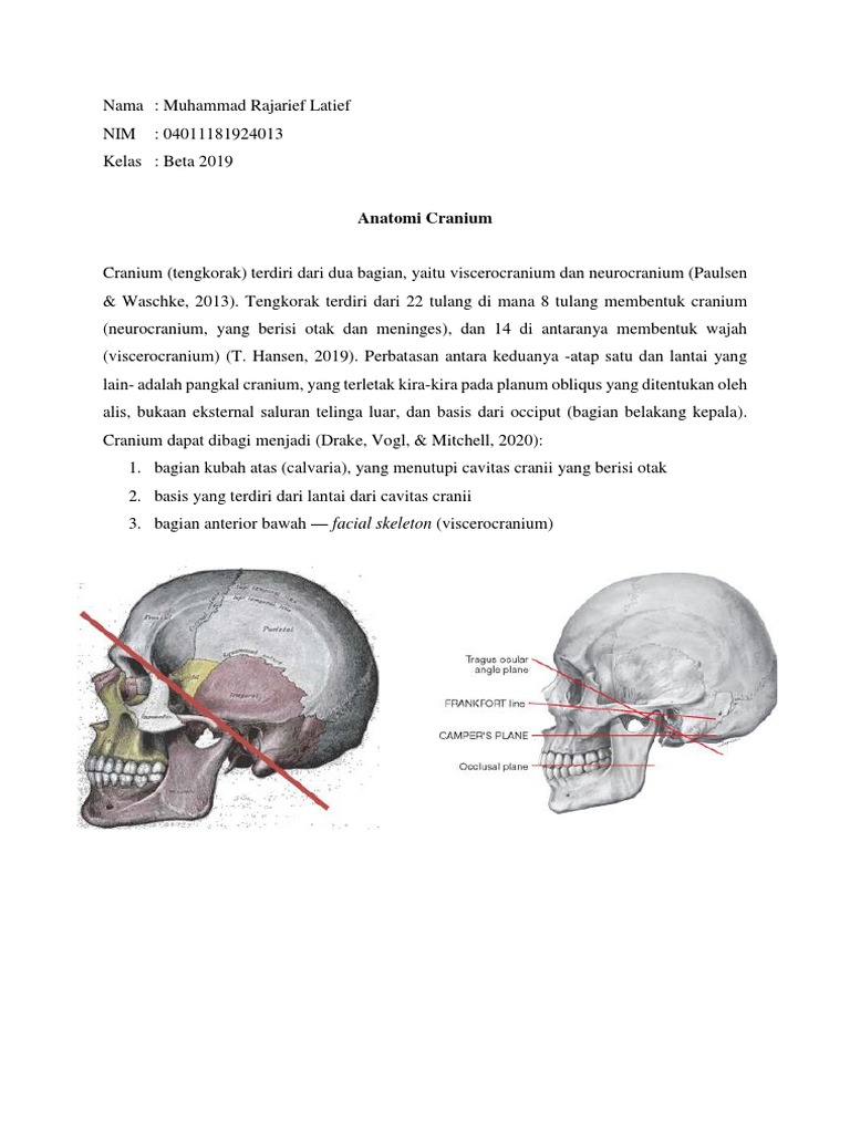 Anatomi Cranium Biology Diagrams