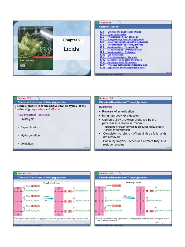 Chapter 2 - Lipids Part 2 | PDF