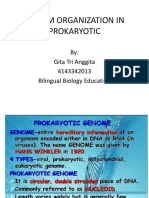 Genom Organization in Prokaryotic