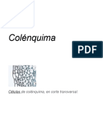 Colénquima - Wikipedia, La Enciclopedia Libre