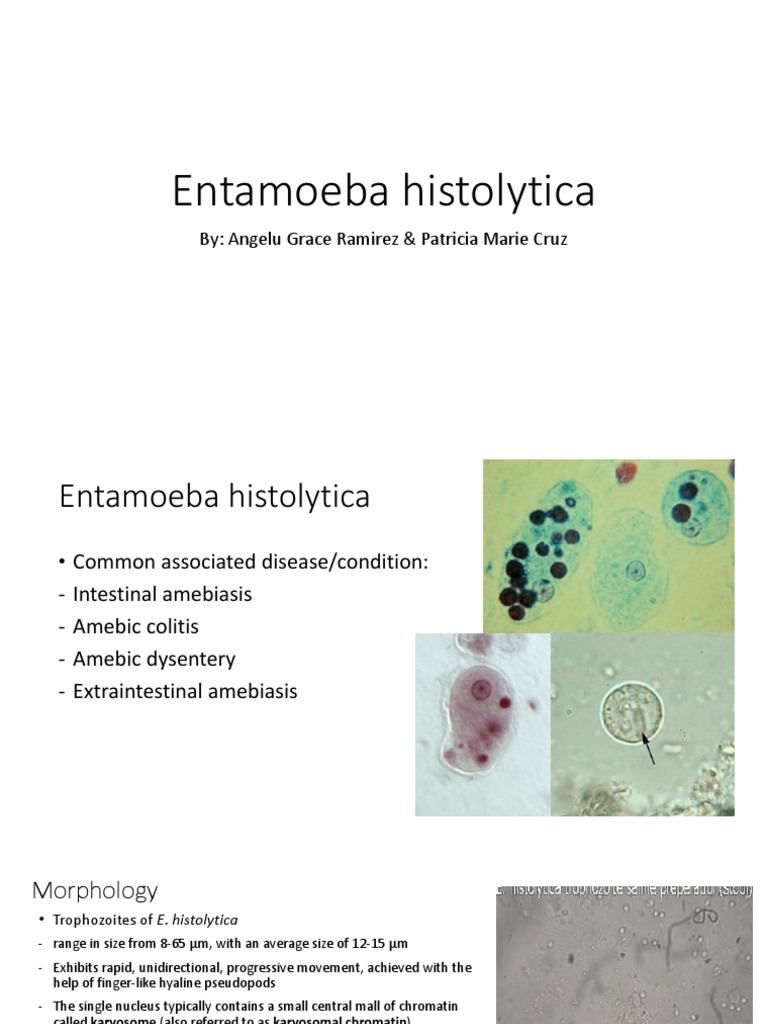 Entamoeba histolytica Overview and Diagnosis | PDF