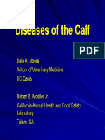 Diseases of Calf