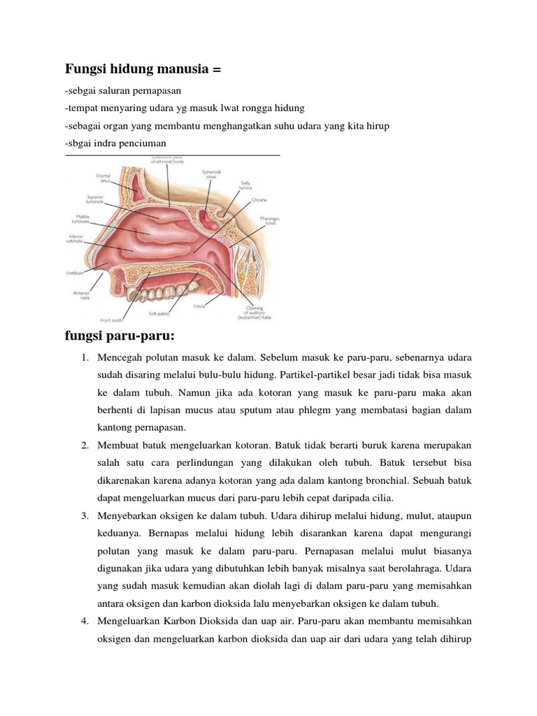 Fungsi Hidung Manusia Pdf