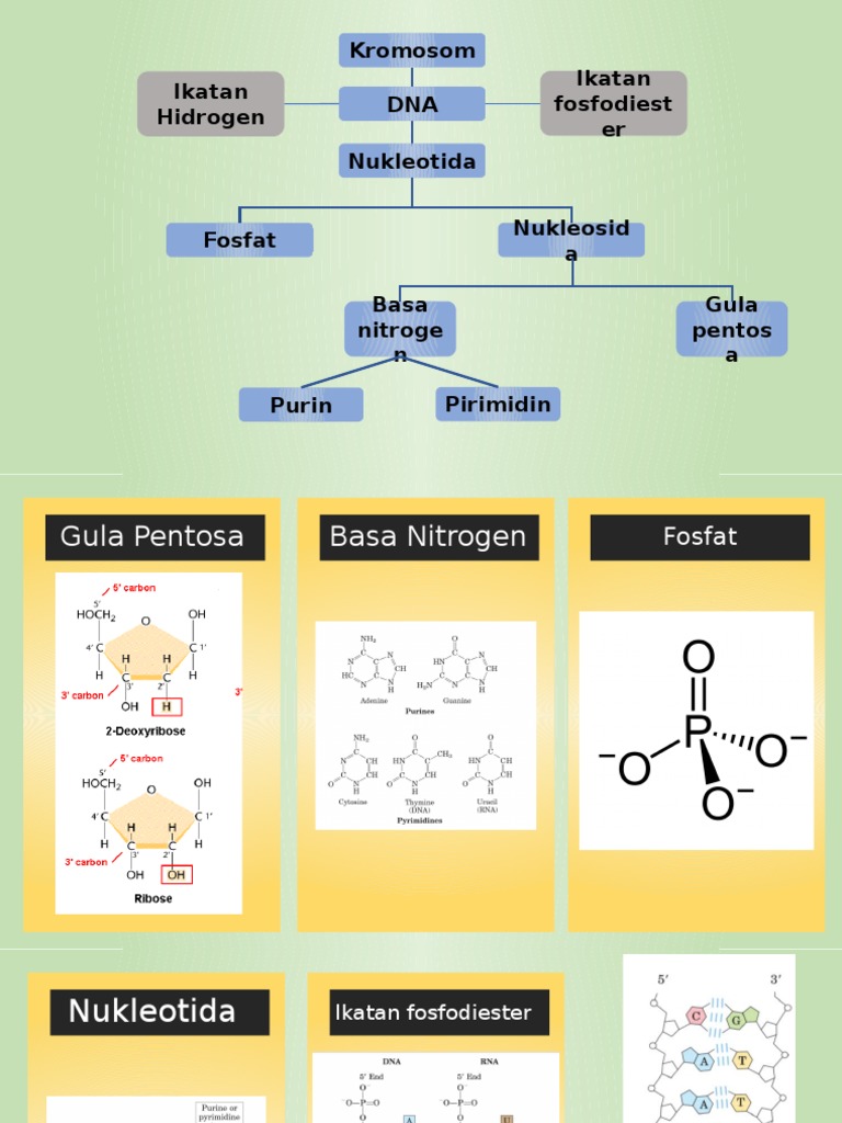 Struktur DNA, RNA, Kromosom | PDF