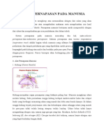 Anatomi Fisiologi Sistem Pernapasan 1