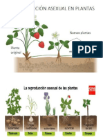 El Proceso de REPRODUCCION ASEXUAL