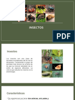 Insectos