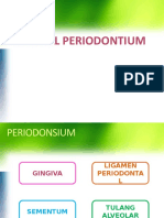 Normal Periodontium