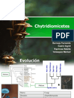 Chytridiomicetes