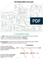 T.9.-Metabolismo-celular.pdf
