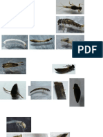 Fotografias Macroinvertebrados