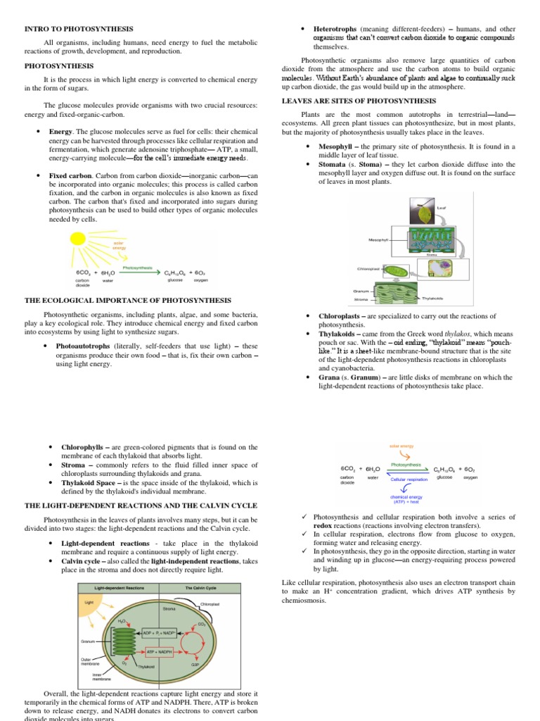 Understanding Photosynthesis Basics | PDF | Photosynthesis | Chloroplast