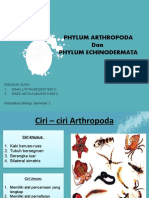 Arthropoda - Echinodermata