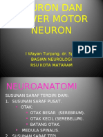 Lesi Umn-Lmn-Smtr 1