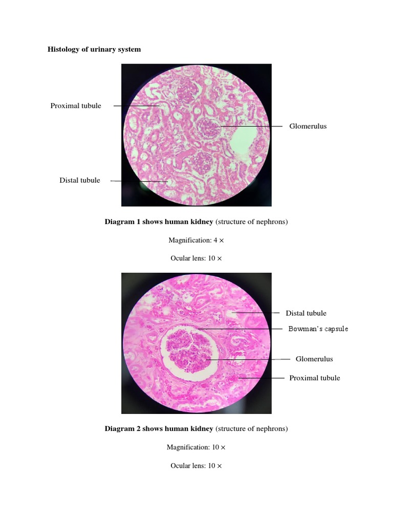 Histology of Urinary System | PDF, image size:768x1024