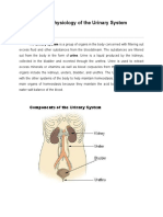 Anatomy and Physiology of the Urinary System (39