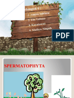 spermatophyta