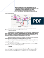 Pembentukan Urine