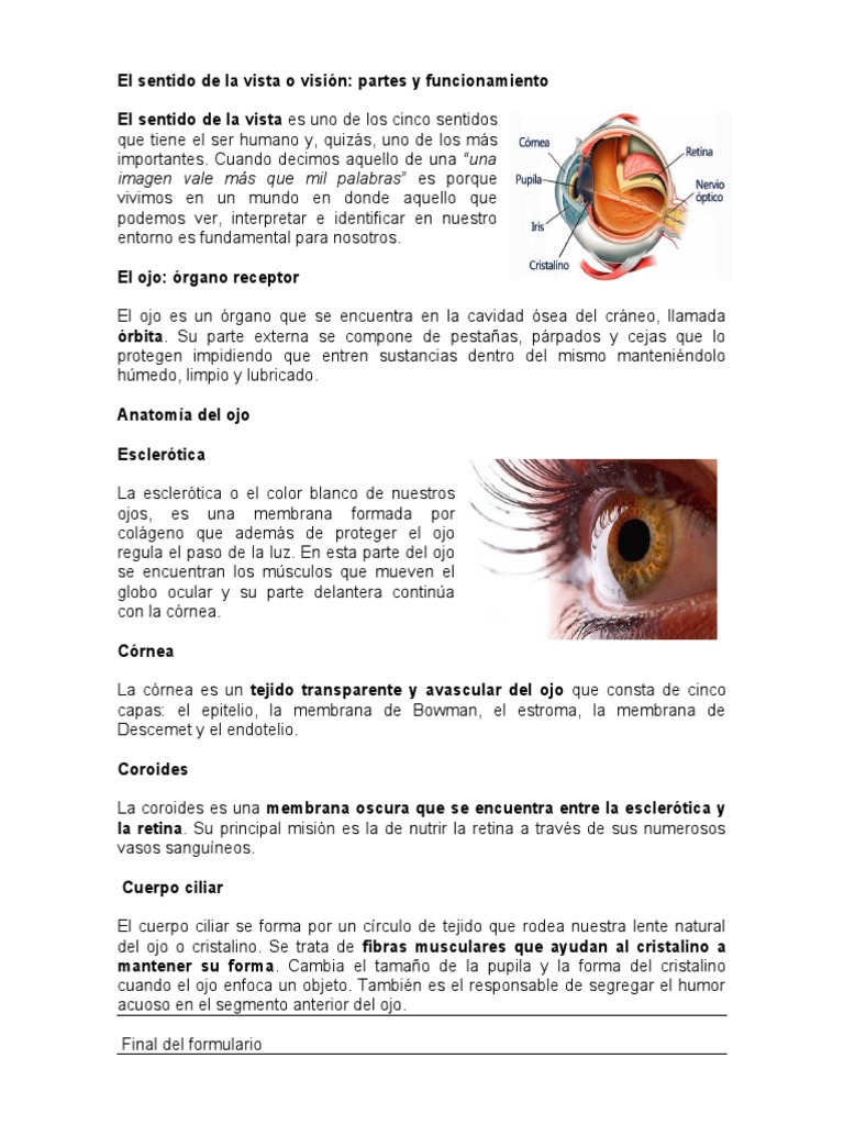 El Sentido de La o Visión | PDF | Ojo humano | Cara