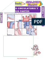 Aparato Circulatorio y Sus Partes para Cuarto Grado de Primaria