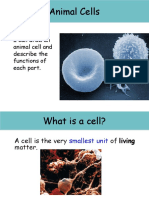 Animal cells