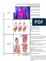 Patologias Nivel Respiratorio