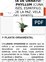 planta de ornato