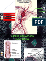 Blok Sistem Cardiovasculare