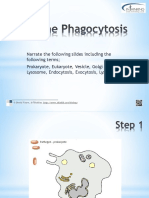 Phagocytosis Outline