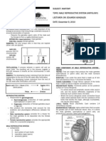 Histo - Male Reproductive System