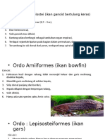 Amiiformes Dan Lepisosteiformes