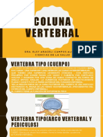 Columna vertebral: anatomía y estructura