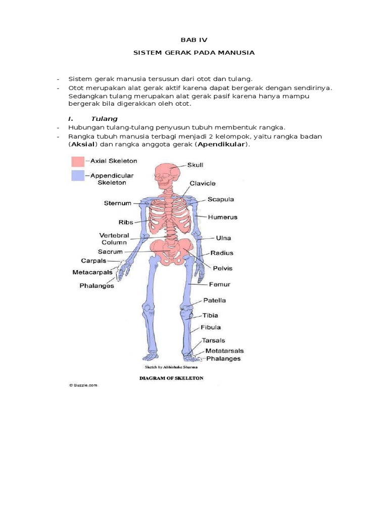 Hubungan antara tulang radius dengan ulna merupakan contoh dari