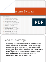 Western Blotting