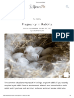 Pregnancy in Rabbits