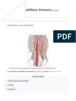 musculus