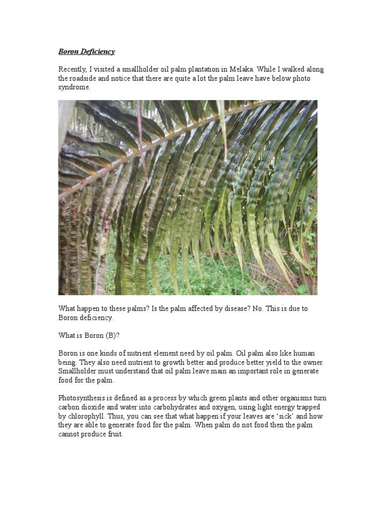 Boron Deficiency in Oil Palm Cultivation | PDF