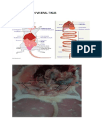 Anatomi Organ Viseral Tikus