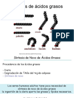 14. Biosíntesis ácidos grasos.pdf