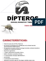 Dipteros