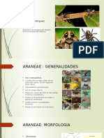 ARANEAE deiwer ---