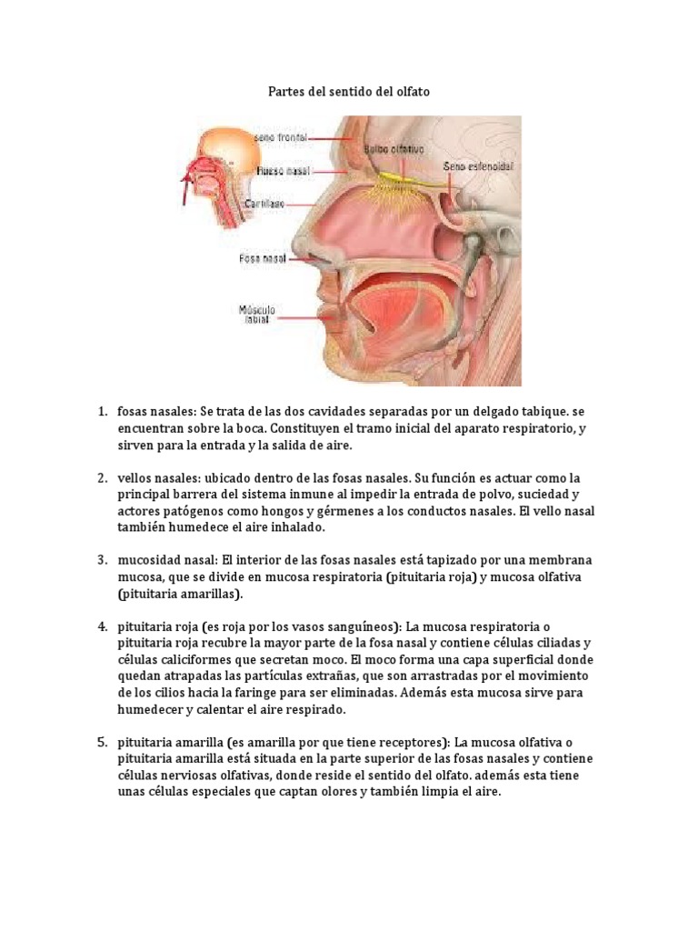 Partes Del Sentido Del Olfato | PDF | Cabeza y cuello humanos ...