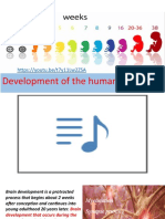 Human Brain Development: A Concise Guide